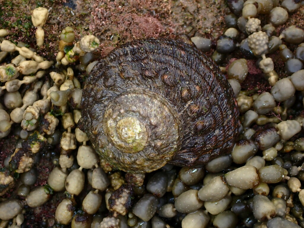 Rough turban shell from Barcoongere NSW 2460, Australia on January 23 ...