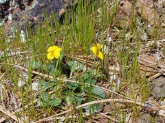 Viola pedunculata