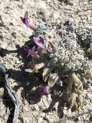 Astragalus phoenix