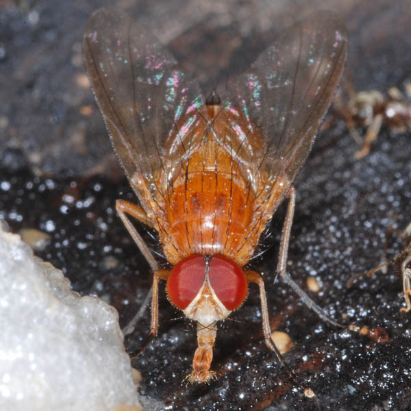 Phaonia pallida from Hungary on June 4, 2008 at 0907 AM by Gábor
