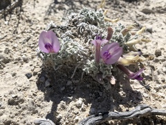Astragalus phoenix