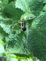 Cosmopepla conspicillaris