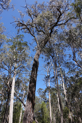 Eucalyptus tricarpa