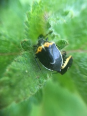 Cosmopepla conspicillaris