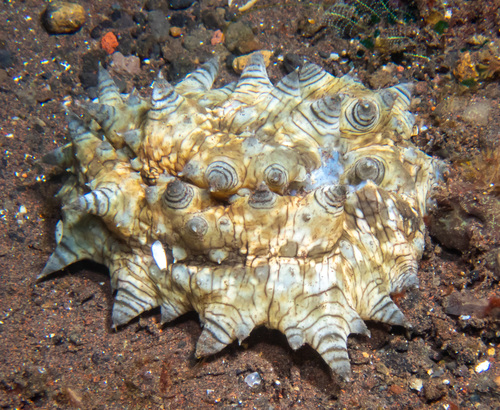 Stichopus monotuberculatus (Stichopus monotuberculatus)