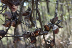 Hakea eriantha