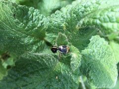 Cosmopepla conspicillaris