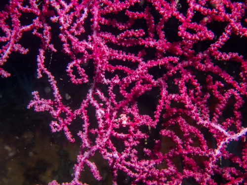 Muricella plectana