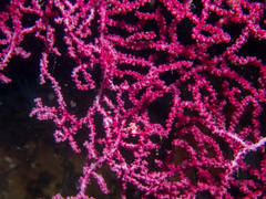 Muricella plectana