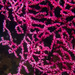 Muricella plectana