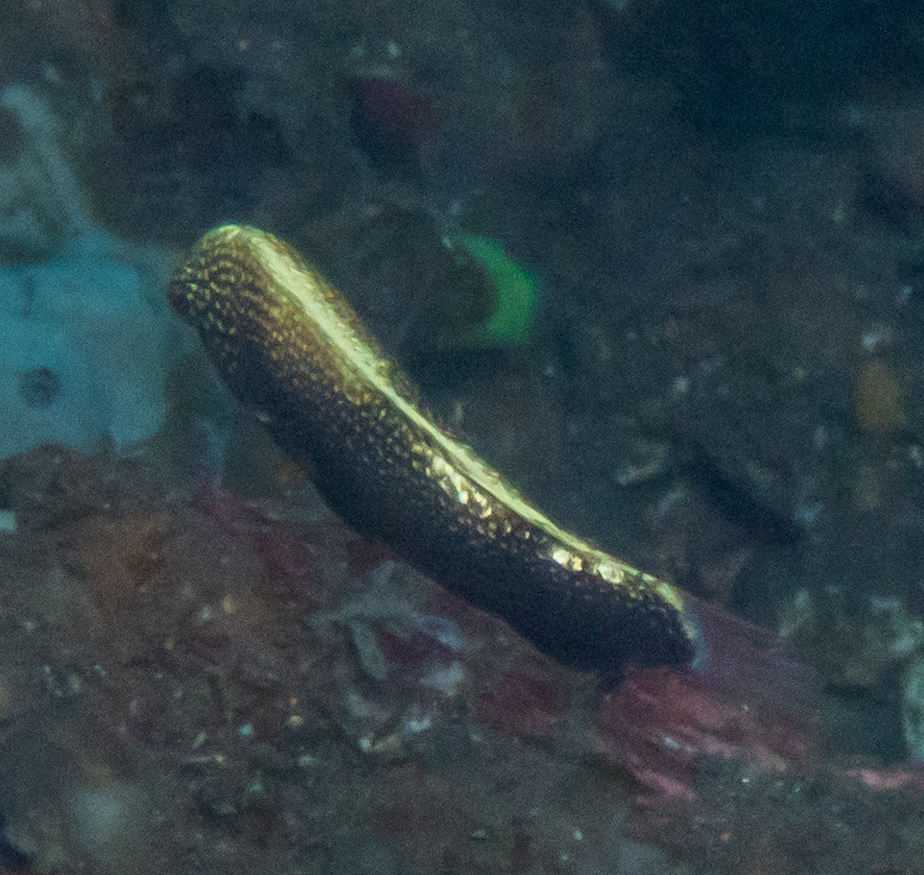 Black Leopard-wrasse