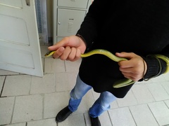 Chironius bicarinatus