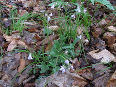 Cardamine douglassii