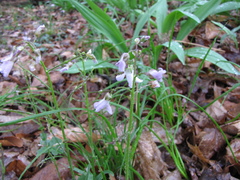 Cardamine douglassii