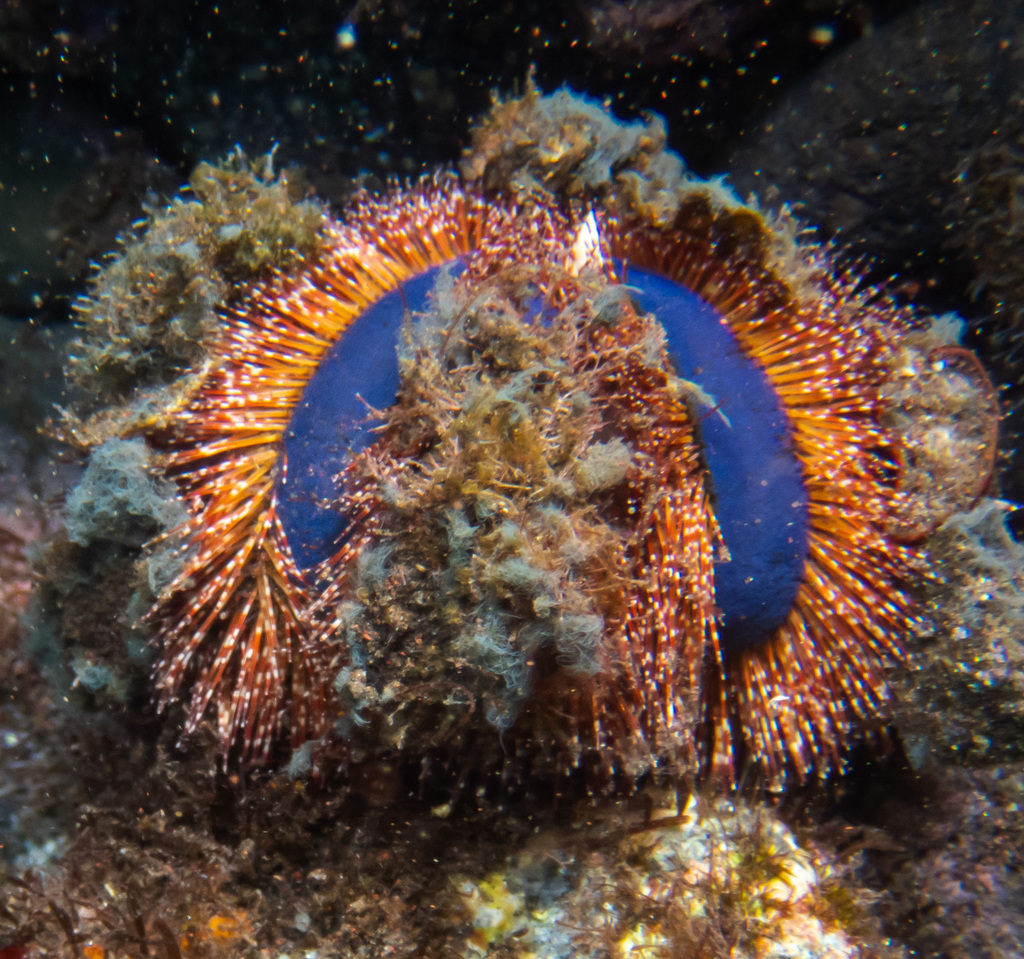 Mespilia globulus
