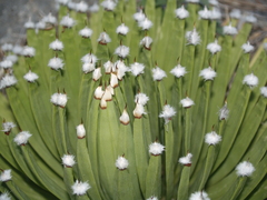 Agave albopilosa