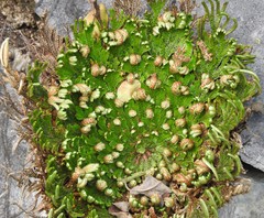 Selaginella novoleonensis