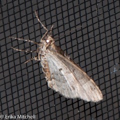 Ecliptopera silaceata