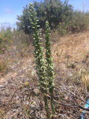 Platanthera yadonii