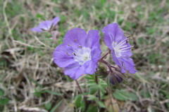 Phacelia strictiflora