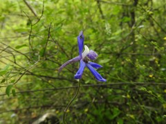 Delphinium carolinianum
