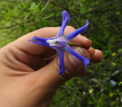 Delphinium madrense