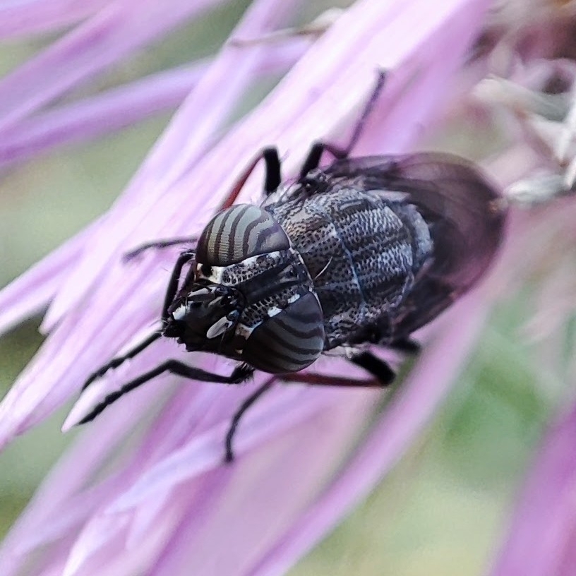 Stomorhina lunata