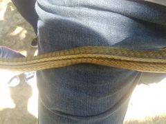 Chironius bicarinatus