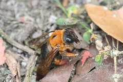 Xylocopa ruficeps