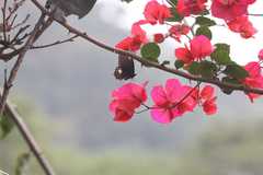 Papilio castor formosanus