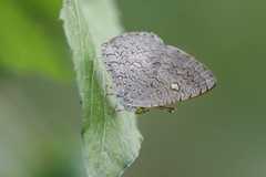 Spalgis epius dilama