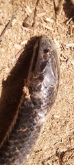 Flat-Snouted Wolf Snake photo 4