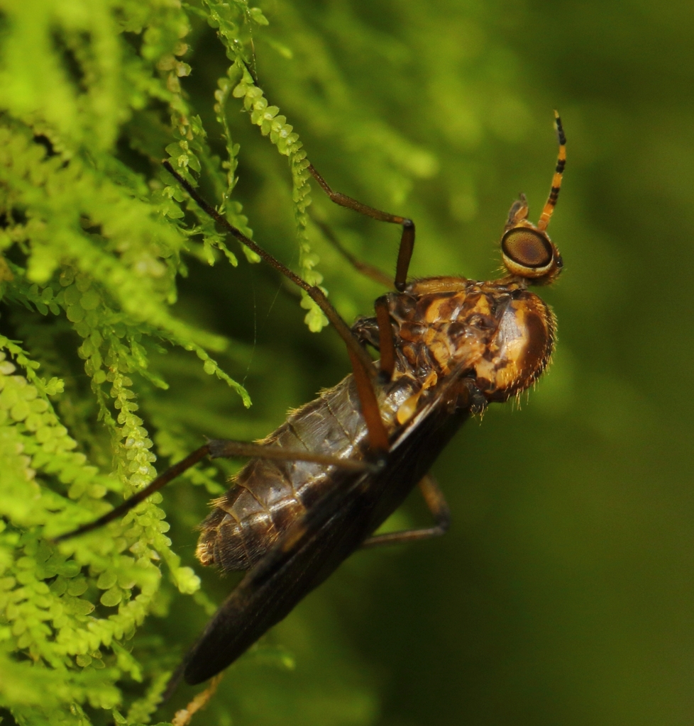Sylvicola annulicornis