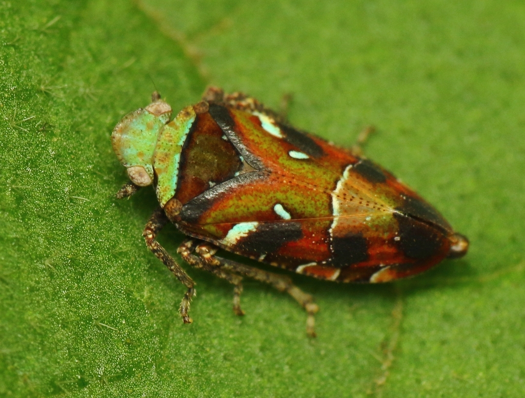 Tettigometrid Planthoppers