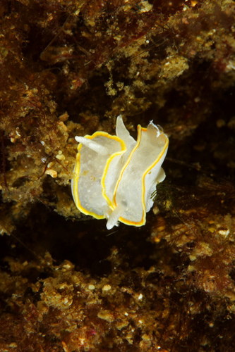 Diaphorodoris alba