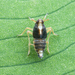 Taro Planthopper - Photo (c) Simba, some rights reserved (CC BY-NC), uploaded by Simba
