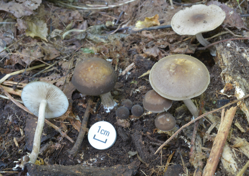 Agrocybe firma
