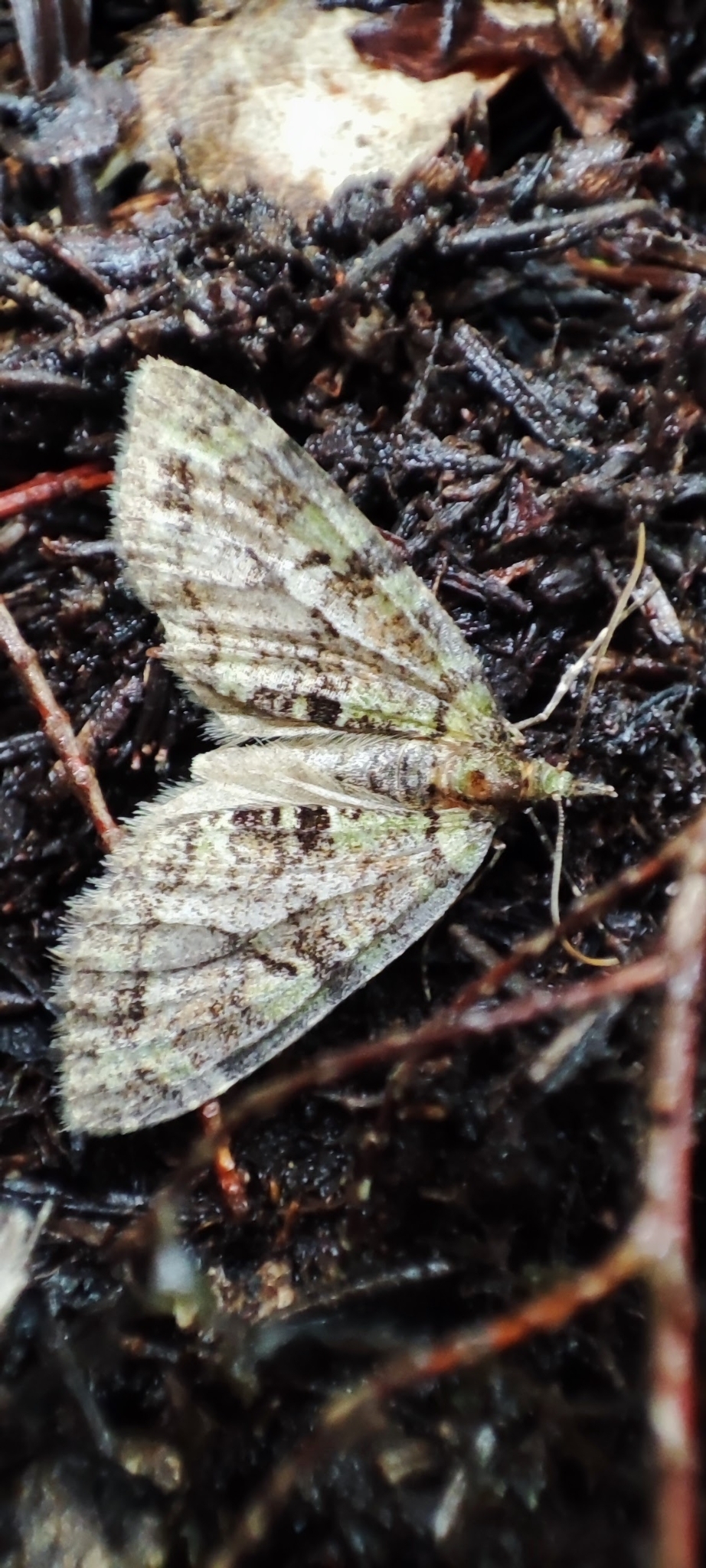 Episauris kiliani