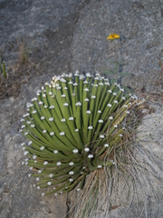 Agave albopilosa