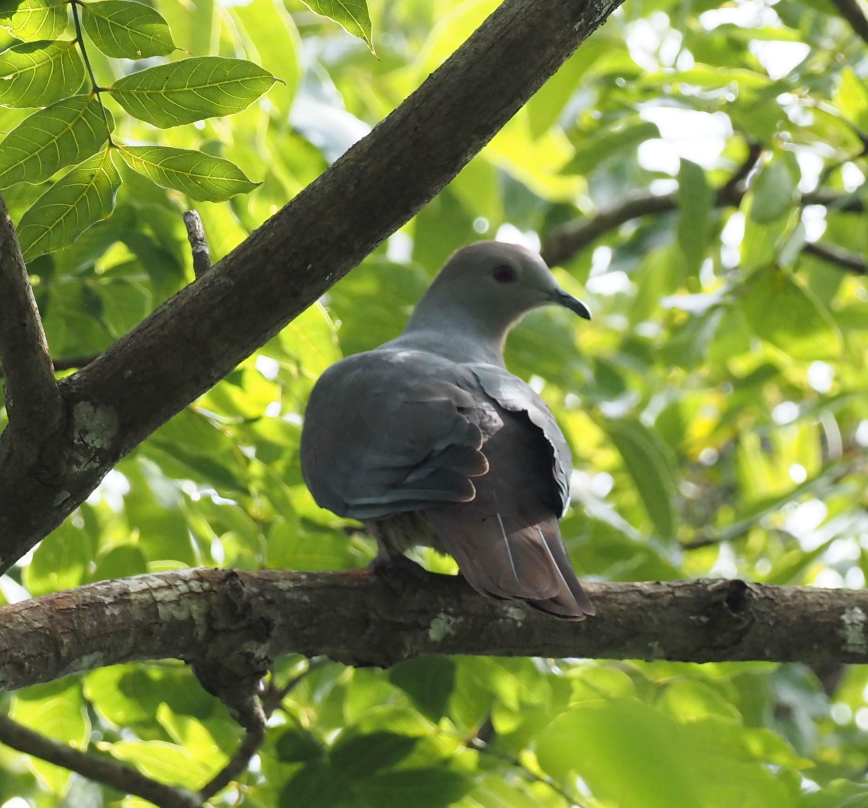 Barking Imperial Pigeon (Ducula latrans), photo 8