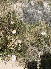 Erigeron lobatus