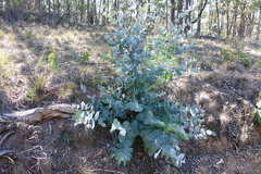 Eucalyptus globulus pseudoglobulus