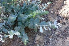 Eucalyptus globulus pseudoglobulus