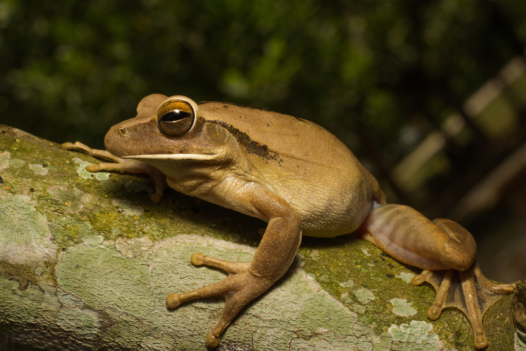 Chaco Tree Frog from São Miguel do Guamá - State of Pará, Brasil on ...