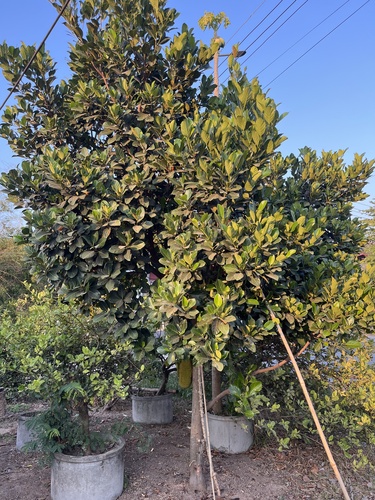 Jackfruit