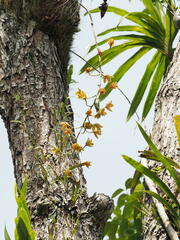 (c) Rosario Douglas, some rights reserved (CC BY) Grammatophyllum elegans, photograph (c) Rosario Douglas, some rights reserved (CC BY)