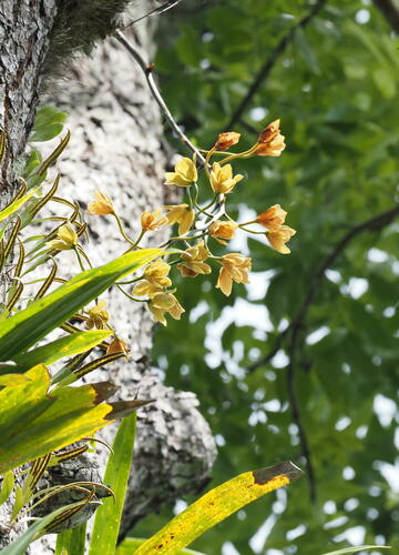 Grammatophyllum elegans, photograph 6