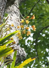 Grammatophyllum elegans, photograph (c) Rosario Douglas, some rights reserved (CC BY)