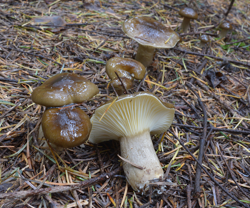Hygrophorus camarophyllus