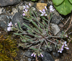Claytonia exigua